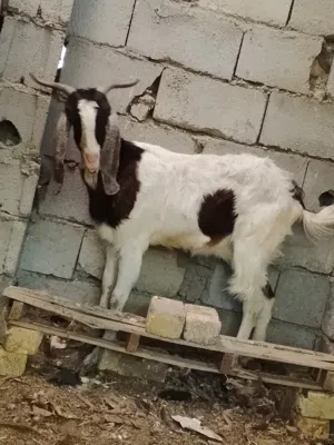 صخله اضروبه افقاني خشنه كلش