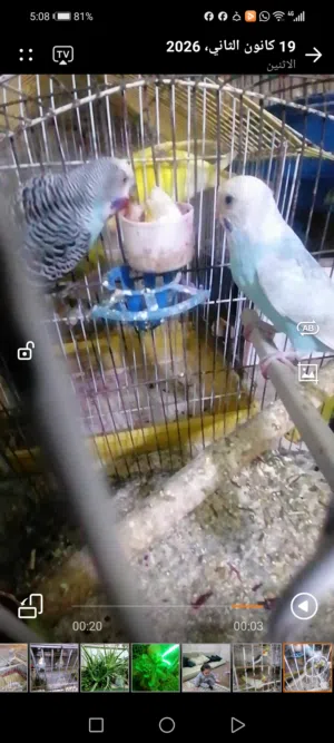 3 جواز حب بلدي صحه وحجم ونظافه