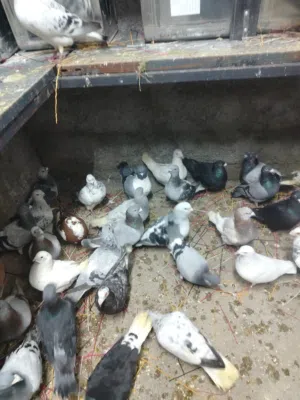 مجموعة حمام تقريبا 30 حبة