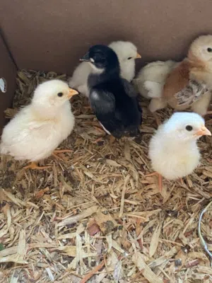 مطلوب كتكوت دجاج وطني او زينة