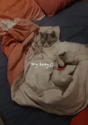Himalayan snowshoe female cat in Rak with passport