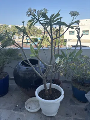 Frangipani