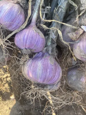 للبيع ثوم عماني