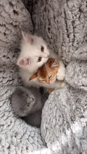 Cats for sale