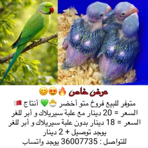 فروخ ببغاء الدرة المطوقة للبيع