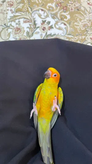 بغبغاء صنكنيور