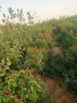 ‏أشجار - نباتات‏4