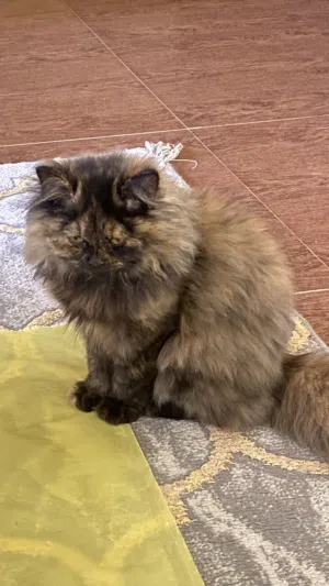 قط شيرازي جميل جدا الوصف مهم