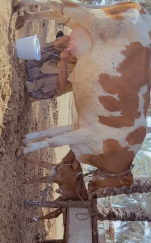 بقره جيرسي