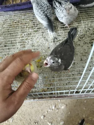 حبات كوكتيل زق يدوي متعودة ع الزق