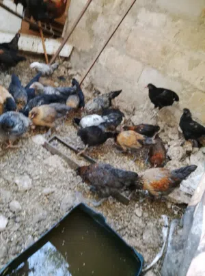 دجاج للبيع اقرا الوصف