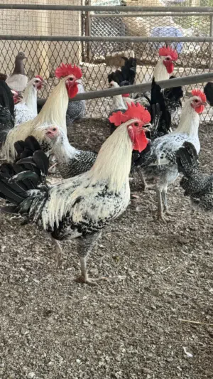 ديوك فيومي كلاسك بيور