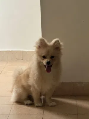 كلب بوميرينان 7 شهور