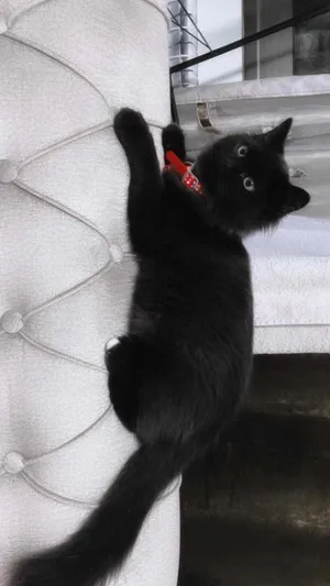 Persian0