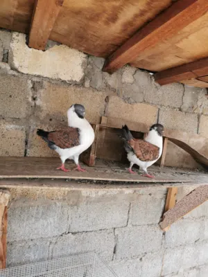 للبيع حمام مدينه  ذكور. او للبدل بزوج مدينه