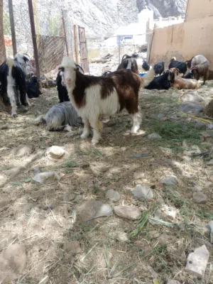 للبيع جدي حلال رحوب فحل انتاجة طيبة لله الحمد