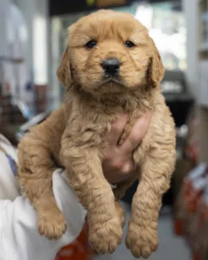 جراء puppies متنوعه باسعار مغريه مع جميع مستلزماتو والمطاعيم وجواز السفر والفحص