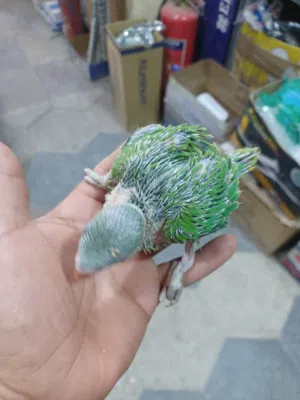 ببغاء دره هندي أفراخ للبيع سعر الواحد 75 قفل العنوان البصره الحكيميه تبزيرعراقي شرط الصحه والنظافة