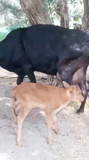 بقرة نمساويه مربيه عجله أم النبط الثاني مربيه من اسبوع تحلب 5غرشات في اليوم