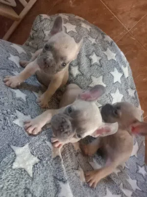 French bulldog