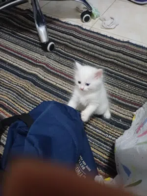 شيرازي 60 يوم للبيع ولد
