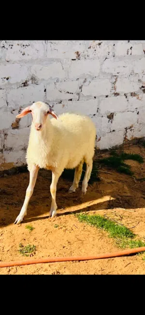 حوليه وطنيه العمر 3شهور السعر 1150