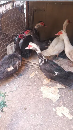 خمس أناتي وذكر شغلات