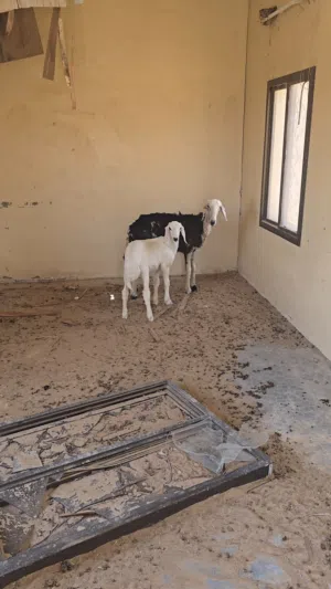 جاعده نجديه اصل مع بنتها من كبش حري معرف يوجد فيديو ع الوتساب