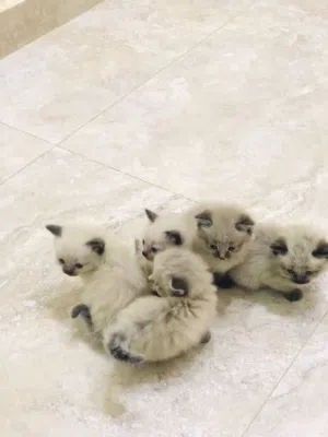 قطط للبيع نوع همالاي مون فيس