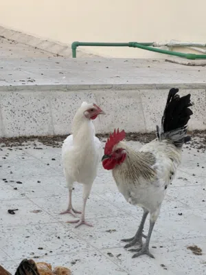 الدجاج الفرنسي البياض