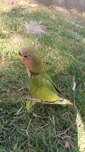 طيور حب نهاية غر