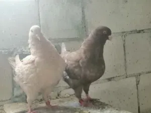 جوز بواقي 7 كنغ عملاق مادبا