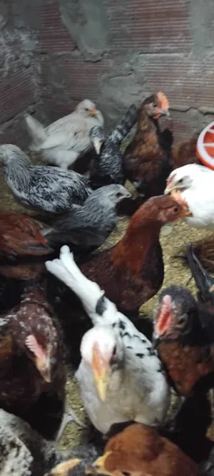 اعتاتيق للبيع