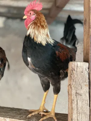 ديوك شمسي كويتي