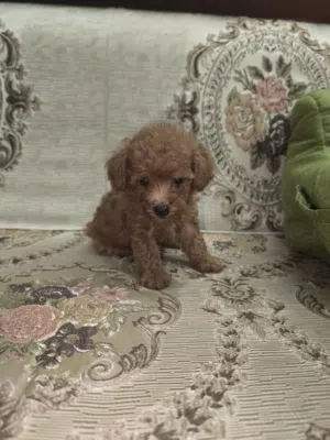toy poodle (red)