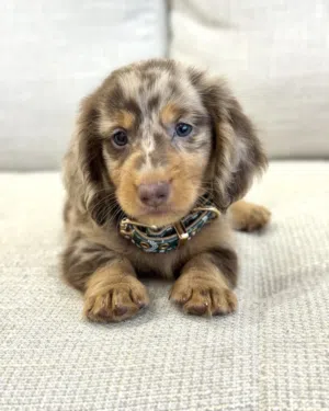 pure breed puppy looking for new home