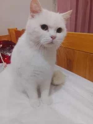 قط للبيع للجادين فقط