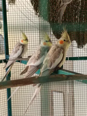 رفيقك الجديد بانتظارك طيور "كوكتيل"