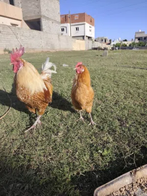 السلام عليكم كوبية دجاج ملكي اصفر للبيع السعر ساوم أعلى سعر نبيع  مكان خلة الفرجان