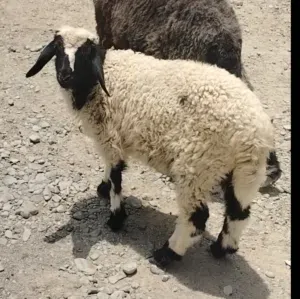 ما شاء الله كبش محلي