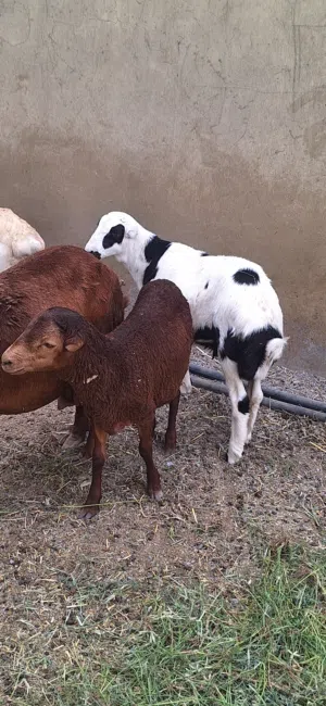 كباشا يمني حباصي ماشاءالله فول سمنه اقراء الوصف