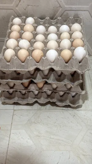 دواجن محليه تابع الوصف