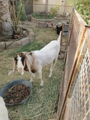 للبيع تيس باكستاني  او لبدل مع شاه باكستانيه هيه وأولادها.