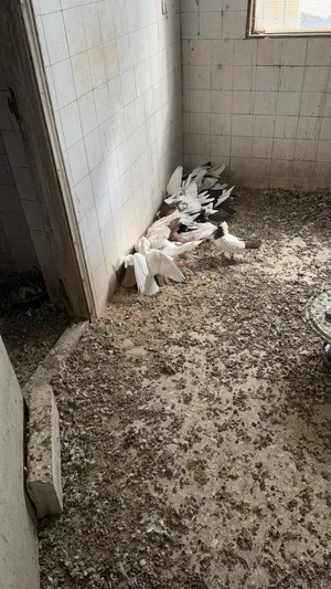 حمام أنواع مختلفة أرياشي بولوني إنكليزي مساويد