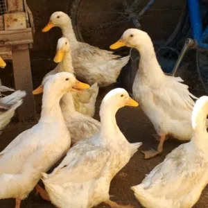 بط للبيع بصحه ممتازه بط تركي لونه ابيض