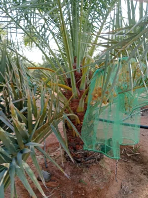 سلام عليكم يوجد لدينا جميع أنواع النخيل فروخ ونقايل