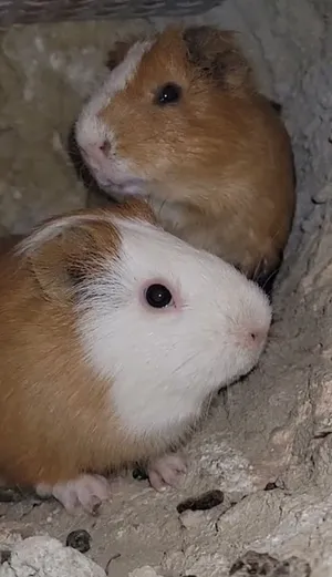 Rabbits4