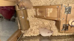 Hamster pair with wooden cage