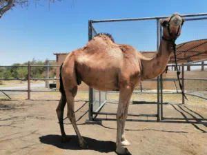ناجه طيبه للبيع