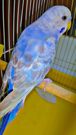 سلام عليكم اقرا الوصف ..
